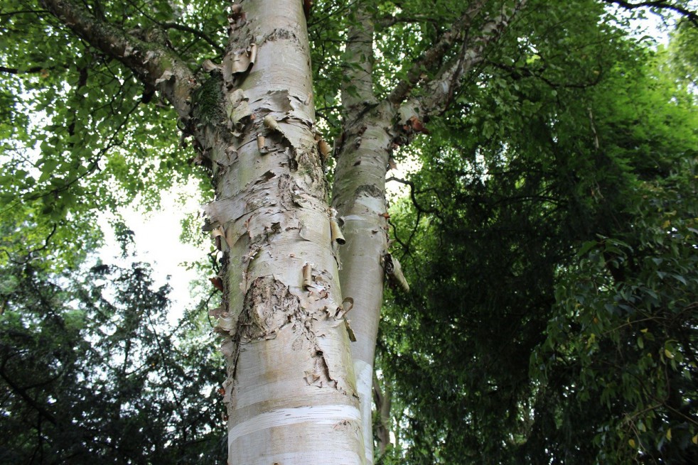 Paper birch 