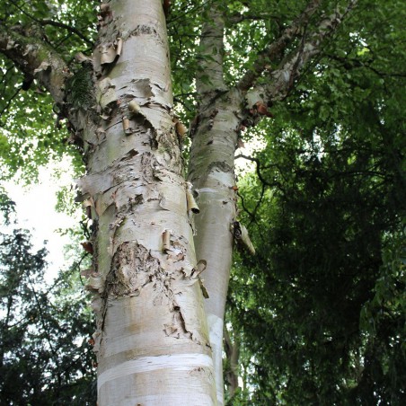 Bouleau à papier - Betula papyrifera - Jardins du Monde.be
