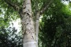 Paper birch 