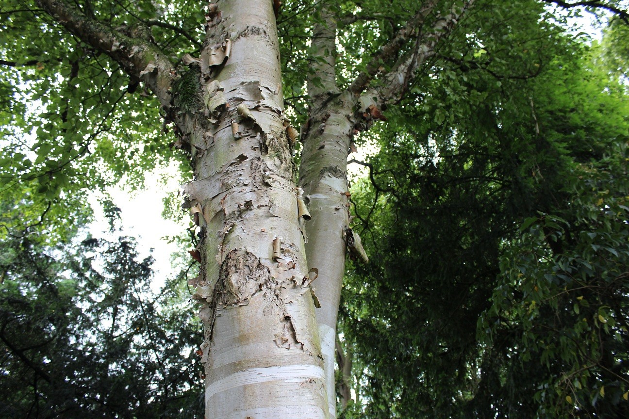 Paper birch