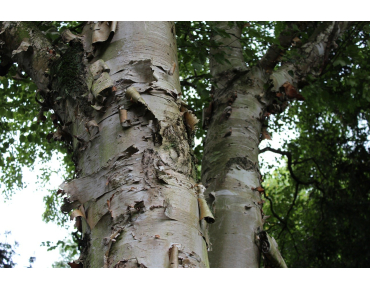 Papier-Birke - Betula papyrifera - Jardins du Monde.be