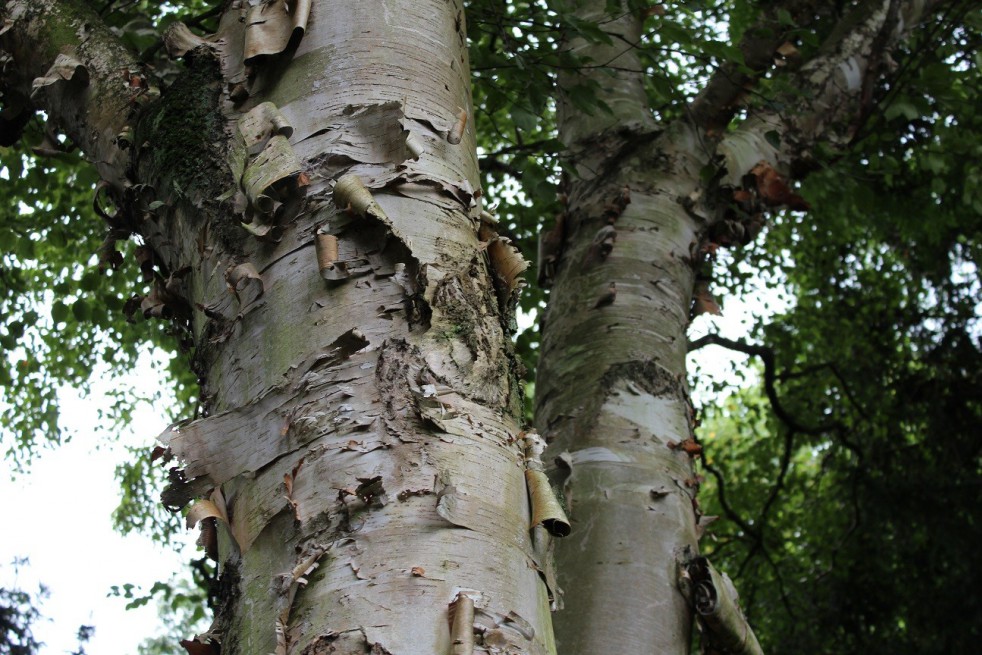 Paper birch