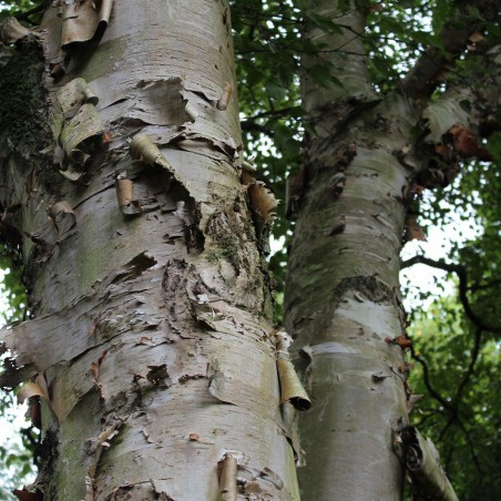 Bouleau à papier - Betula papyrifera - Jardins du Monde.be