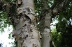 Paper birch