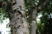 Paper birch 