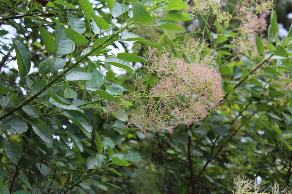 Pruikenboom