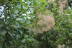 Smoke tree