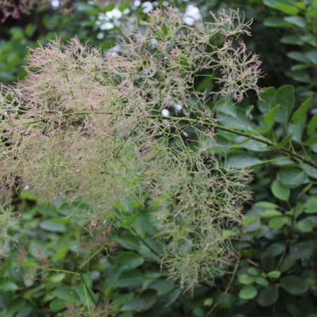 Pruikenboom