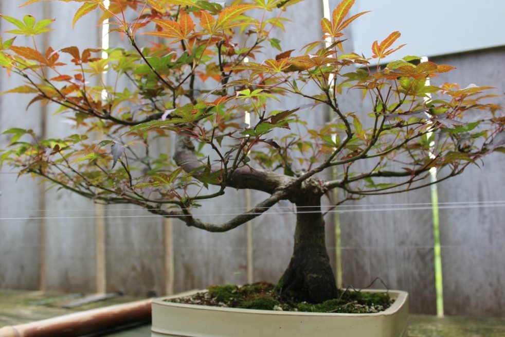 Japanse esdoorn Japanse esdoorn