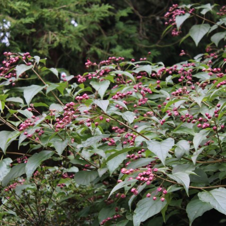 Japanischer Losbaum - Clérodendron Trichotomum