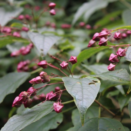 Japanischer Losbaum - Clérodendron Trichotomum