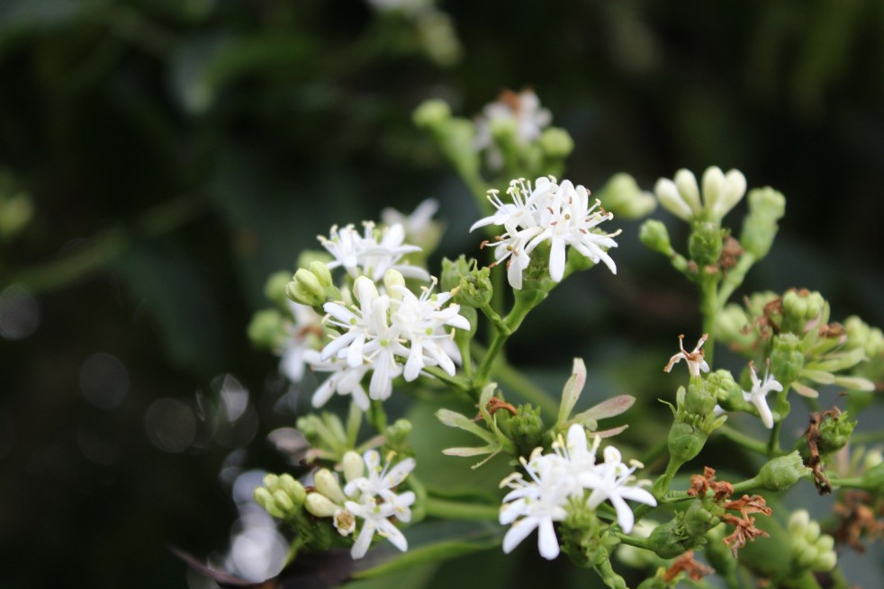 Seven sons flower