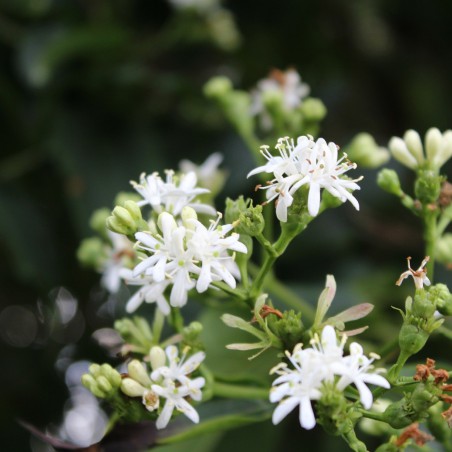 Arbre aux 7 fleurs