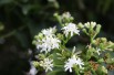 Seven sons flower