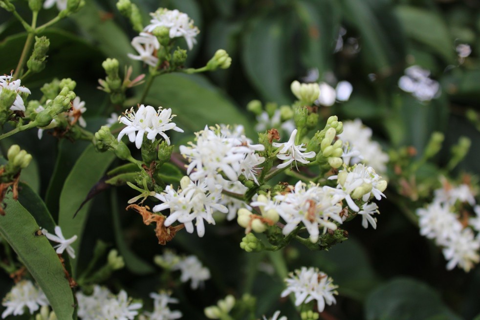 Zevenzonenboom