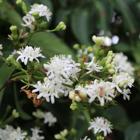 Arbre aux 7 fleurs
