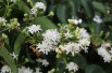 Seven sons flower