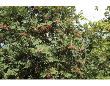 Chinese lijsterbes - Sorbus Hupehensis