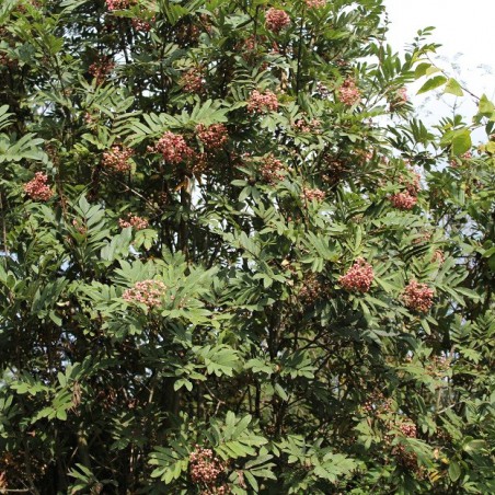 Chinese lijsterbes - Sorbus Hupehensis