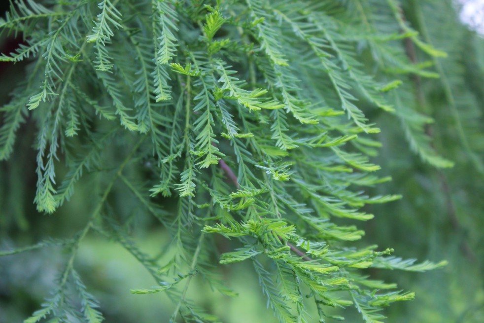 Bald cypress