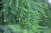 Bald cypress