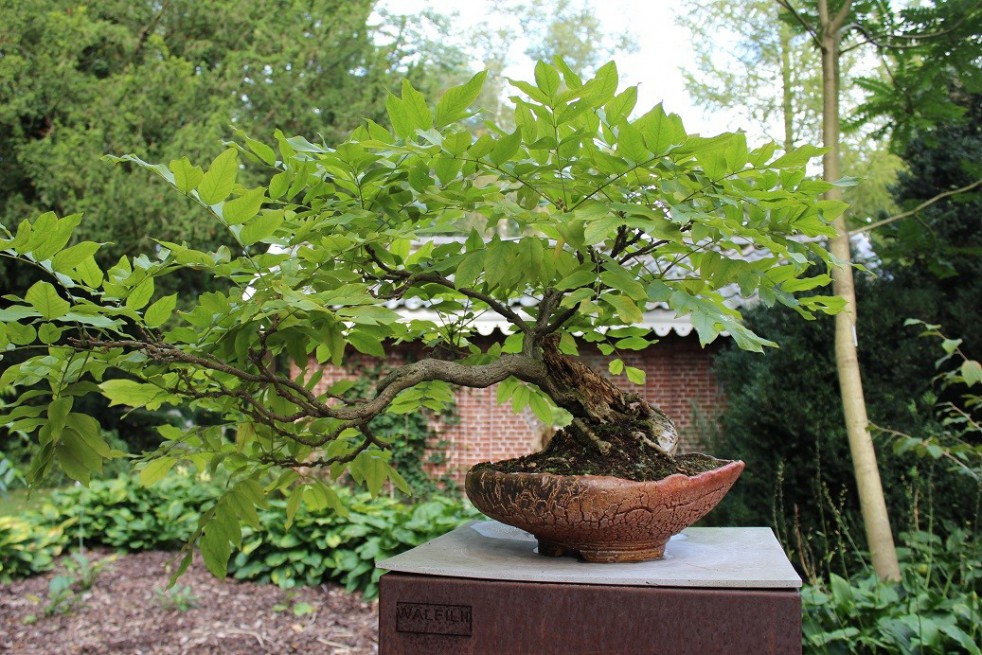 Chinese Wisteria