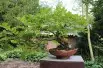 Chinese Wisteria