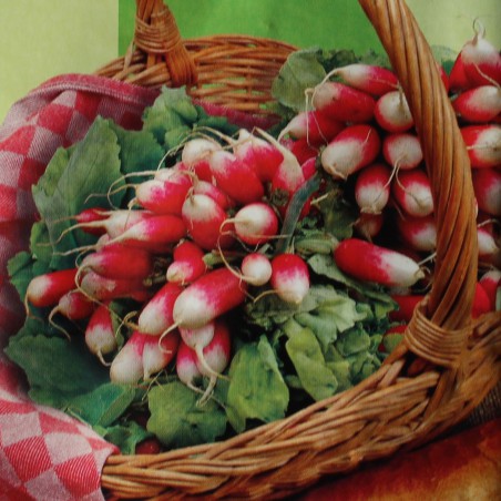 Seeds Radish French Breakfast - Raphanus sativus