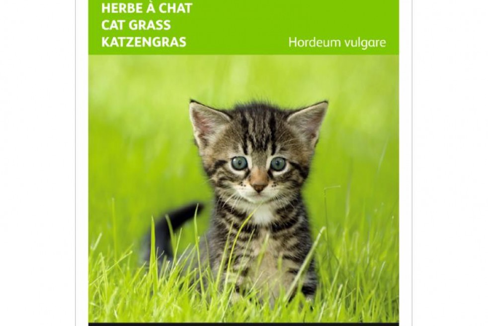 Kattengras