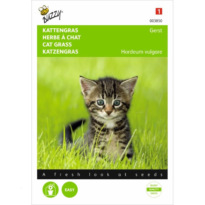 Herbe à Chat