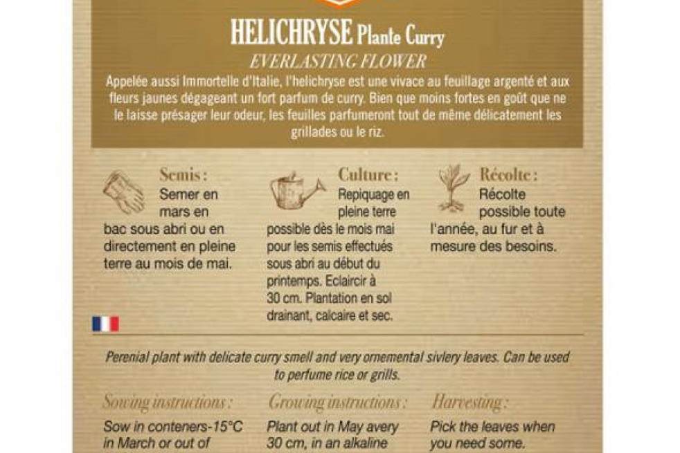Helichryse plante curry