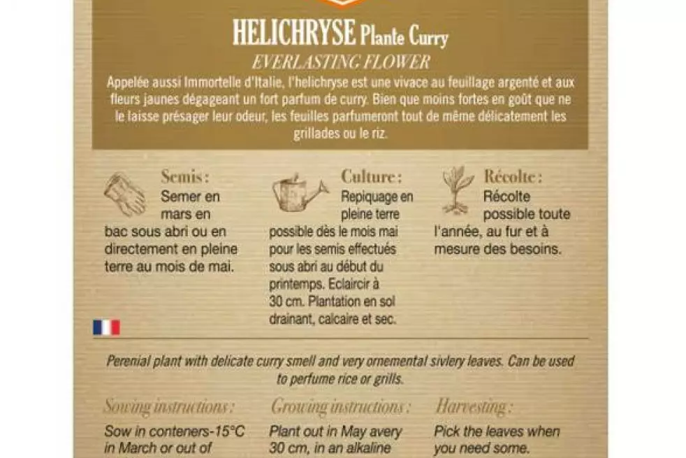 Helichryse plante curry