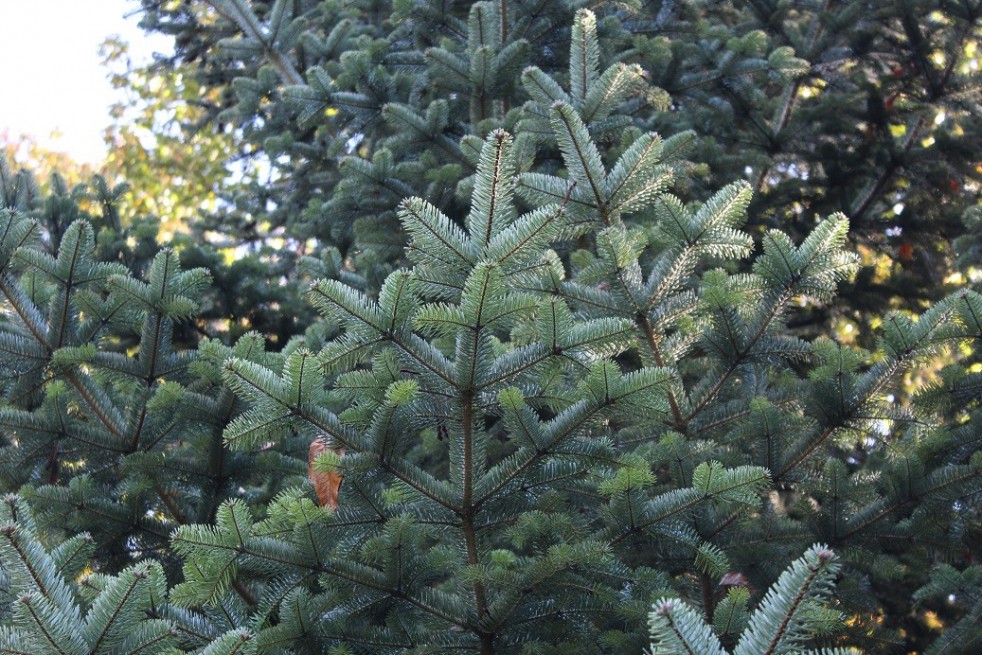 Sapin de Nordmann