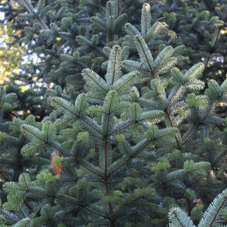 Sapin de Nordmann