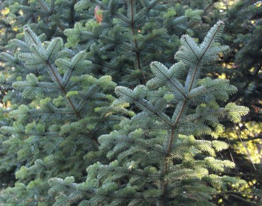 Nordmann fir