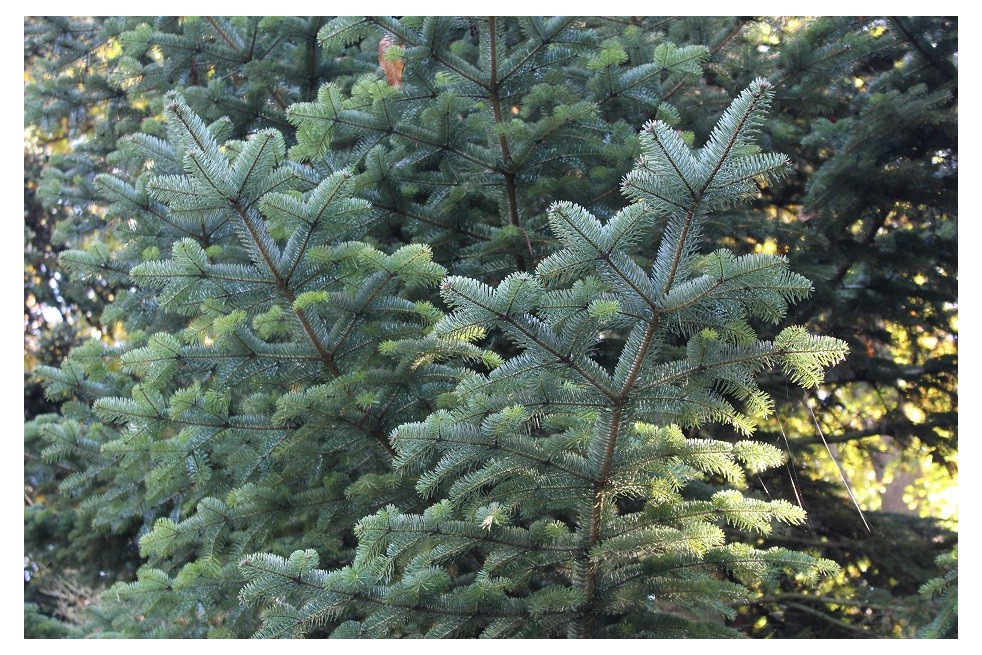 Nordmann fir