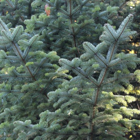 Nordmann fir