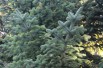 Sapin de Nordmann