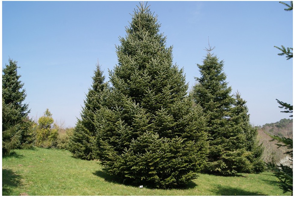 Sapin de Nordmann Sapin de Nordmann