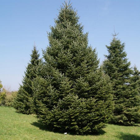 Sapin de Nordmann