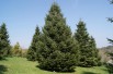 Nordmann fir