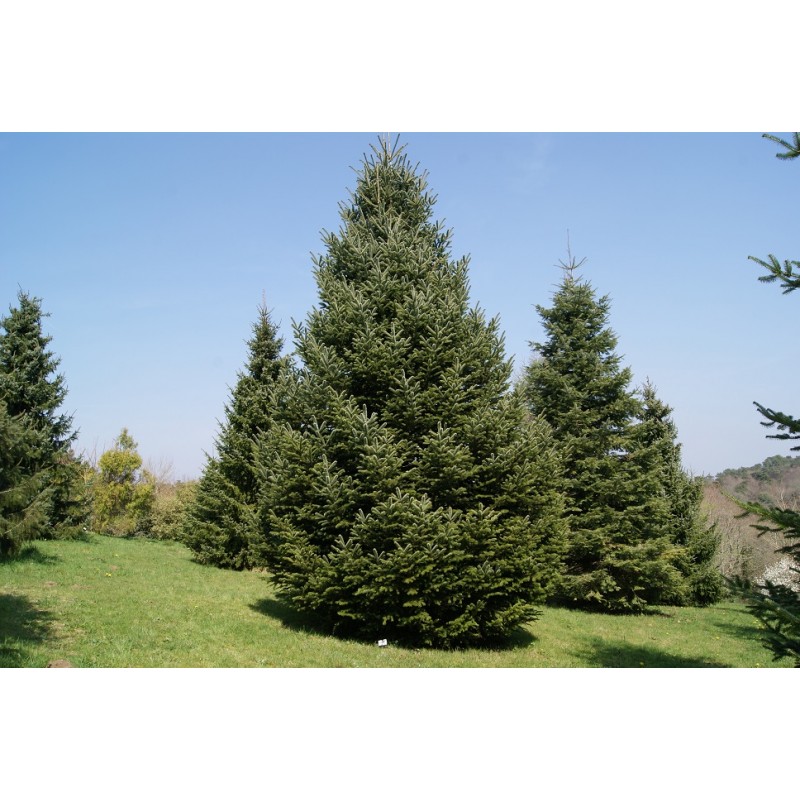 Sapin de Nordmann Sapin du Caucase Abies nordmanniana Sapin de Nordmann Sapin du Caucase Abies nordmanniana