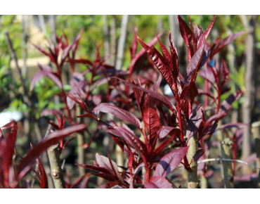 Red Leaf Peach Rubira