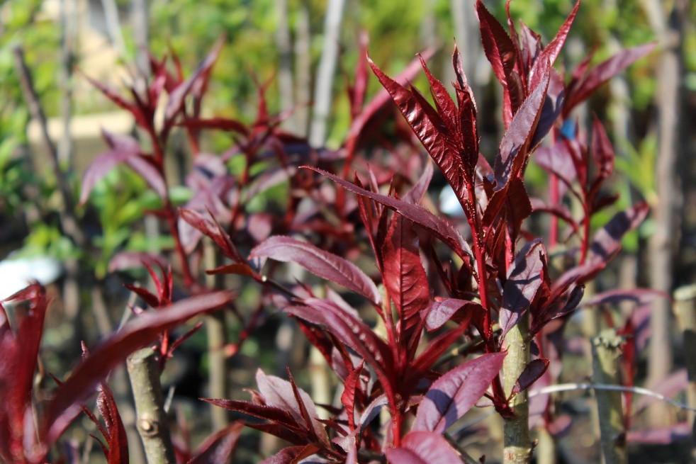 Pêcher à feuilles pourpres Rubira