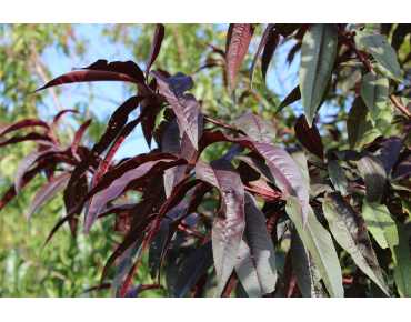 Red Leaf Peach Rubira