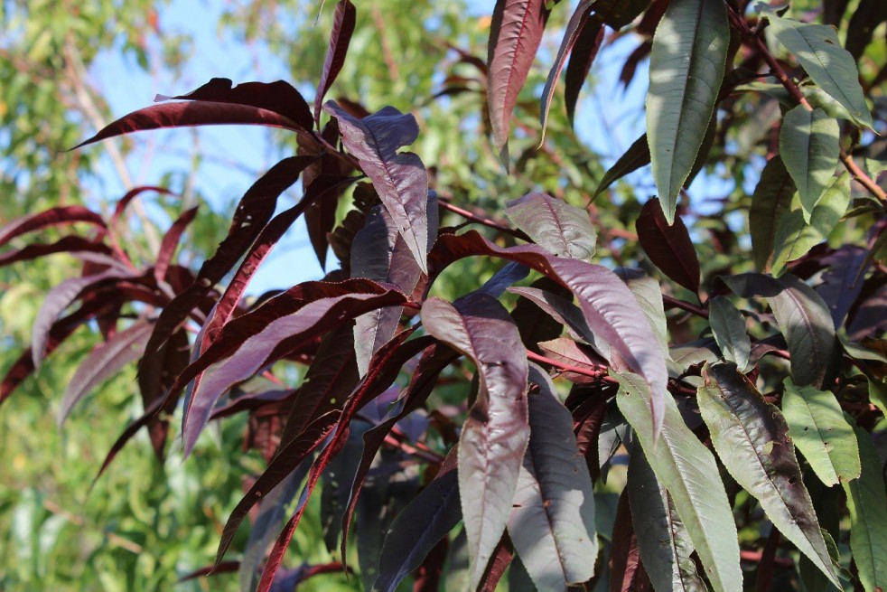 Pêcher à feuilles pourpres Rubira
