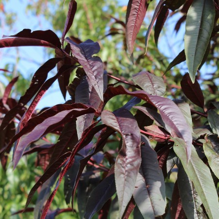 Red Leaf Peach Rubira