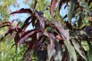 Red Leaf Peach Rubira