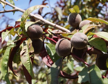 Red Leaf Peach Rubira