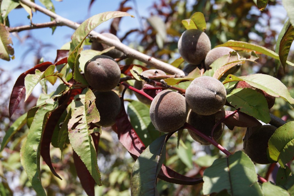 Pêcher à feuilles pourpres Rubira